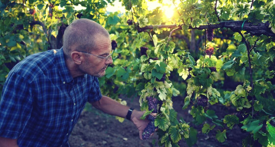 Andrea Paolo Comis checking on grapes